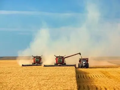 خرید تضمینی بیش از ۵٫۵ میلیون تن گندم با عاملیت بانک کشاورزی
