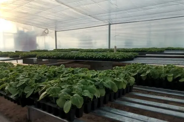 نوفن؛ مسیر انتقال فناوری به روستا/سرمایه گذاری؛ الگوی انتقال فناوری به کسب و کارهای حوزه کشاورزی و صنایع غذایی و تبدیلی
