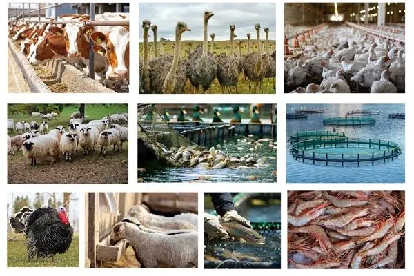 ۵۱ هزار میلیارد ریال تسهیلات برای تامین گوشت سبد غذایی خانوارها
