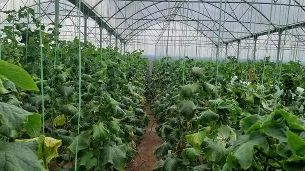 بهره برداری از گلخانه ۳۰ هکتاری با مشارکت بانک کشاورزی در استان زنجان
