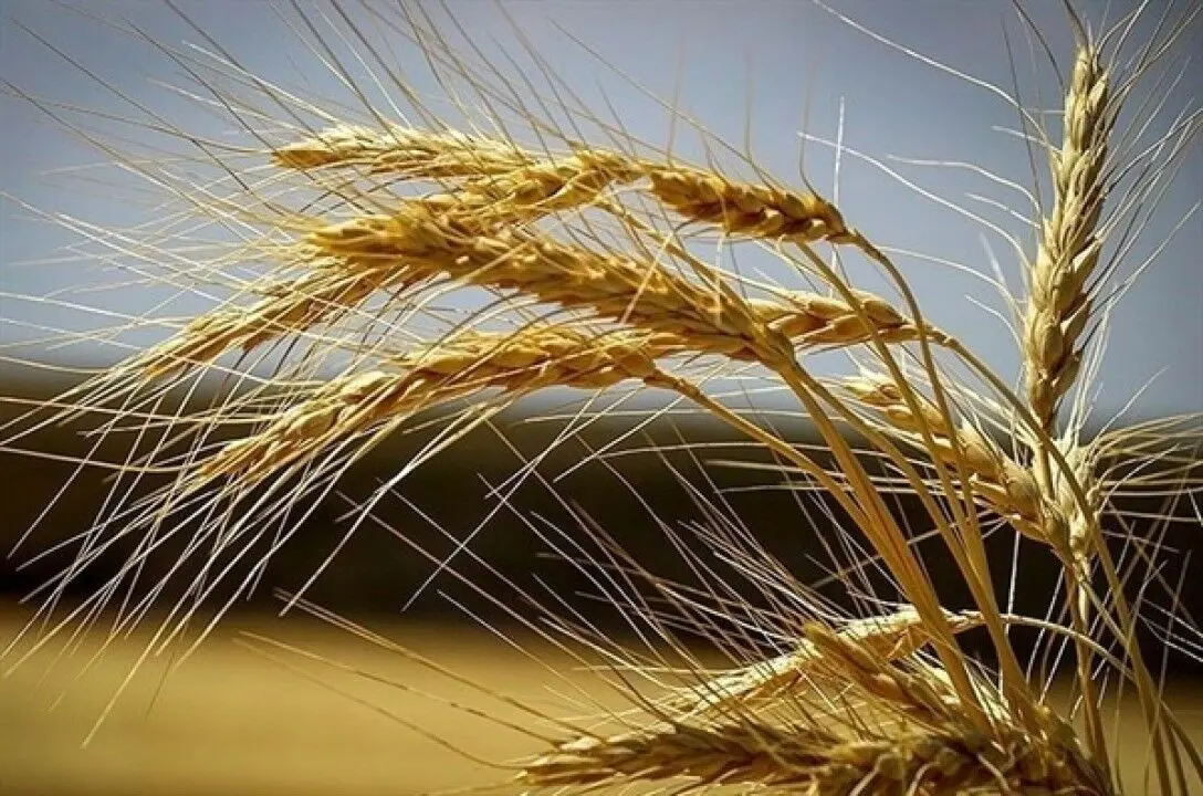 واریز بیش از 265 هزار میلیارد ریال وجوه خرید تضمینی گندم توسط بانک کشاورزی