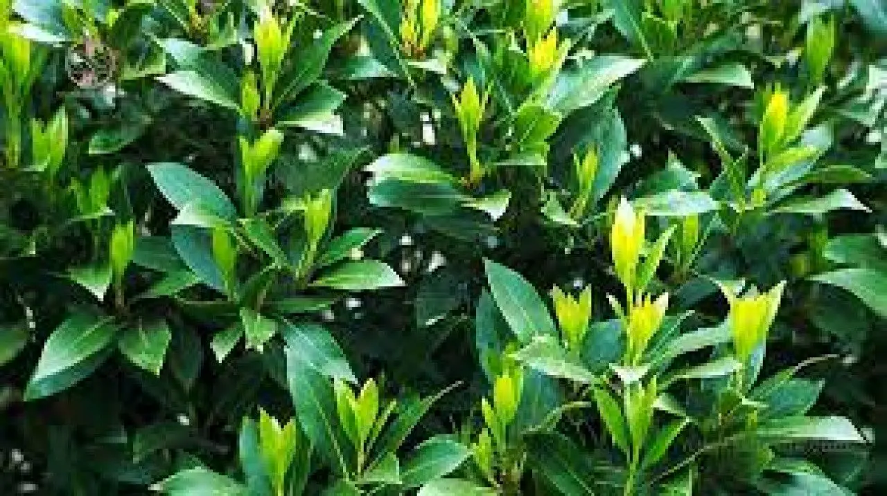 خواص برگ بو: ۲۱ بهترین فایده برگ بو برای زیبایی و سلامتی