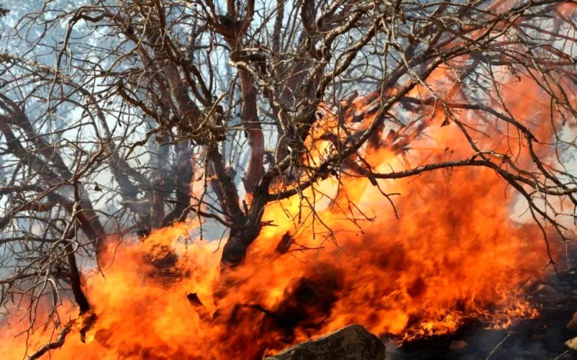 آتش‌سوزی بزرگ در جنگل‌های گیلان/جنگل گیلان در معرض نابودی؟