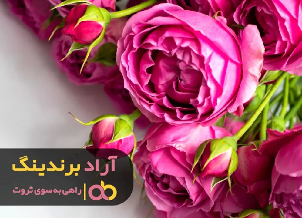 راز خوشبختی من در محصول گل محمدی نهفته بود