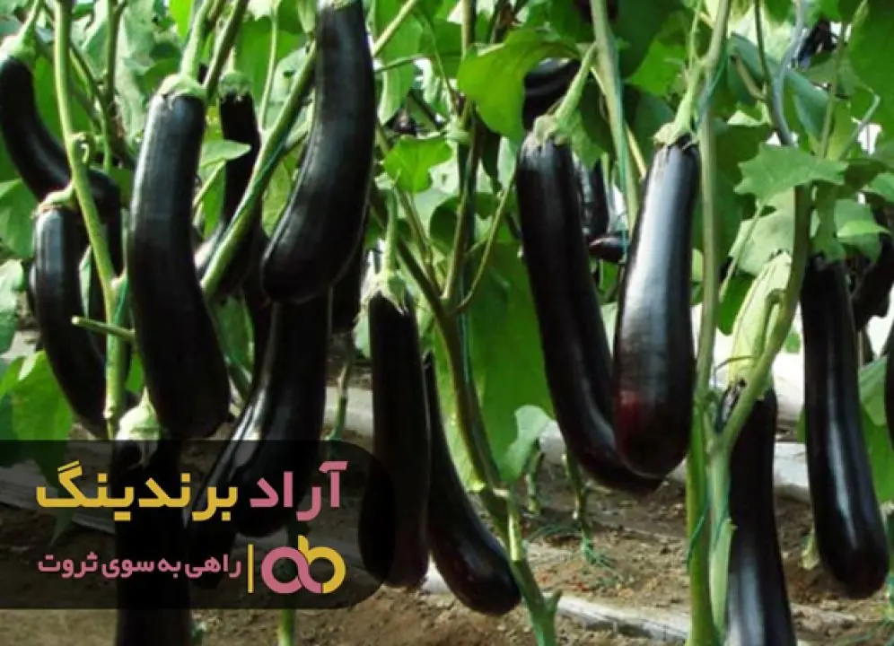 شگرد من برای ثروتمند شدن چه بود