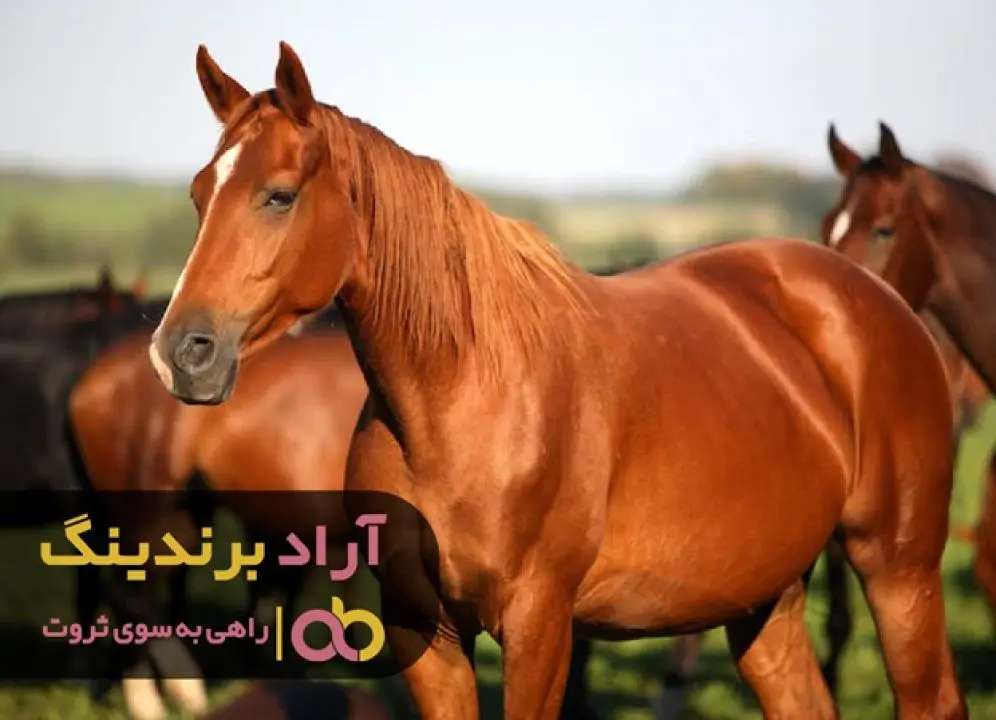 ثروتی که کمک رسان من بود