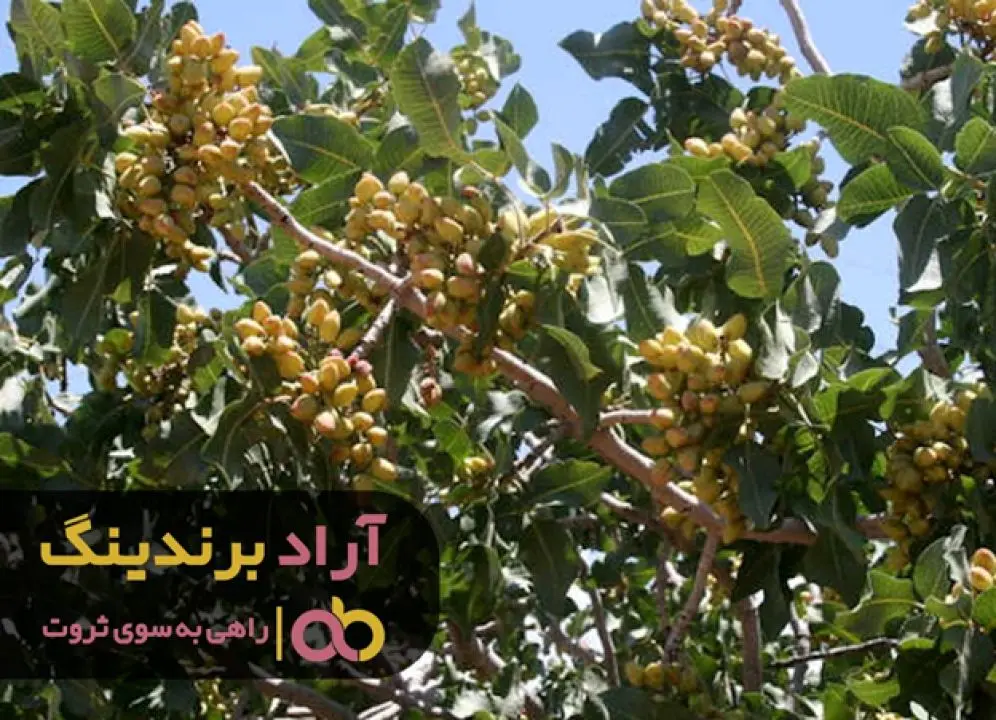آیا درختان پسته به گرده افشان نیاز دارند؟