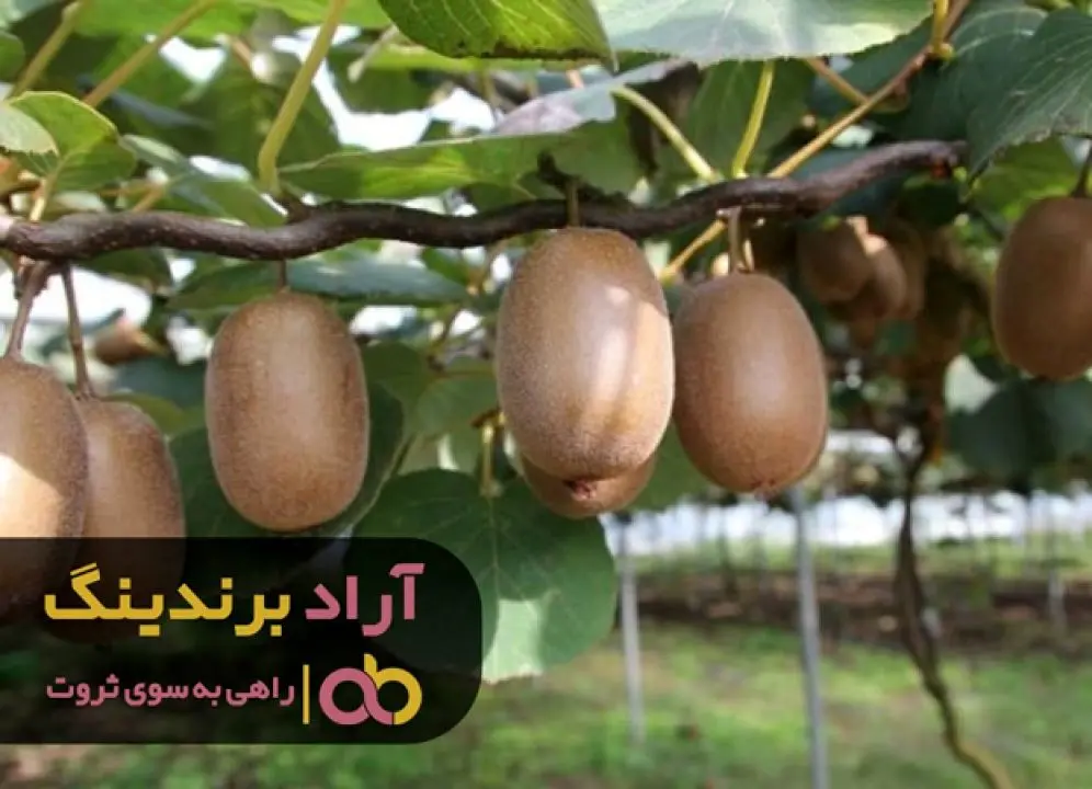 چگونه بذر کیوی را محیای جوانه زدن کنیم؟