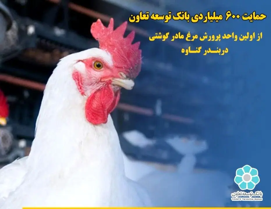 حمایت ۶۰۰  میلیاردی بانک توسعه تعاون از اولین  واحد پرورش مرغ مادر گوشتی دربندر گناوه