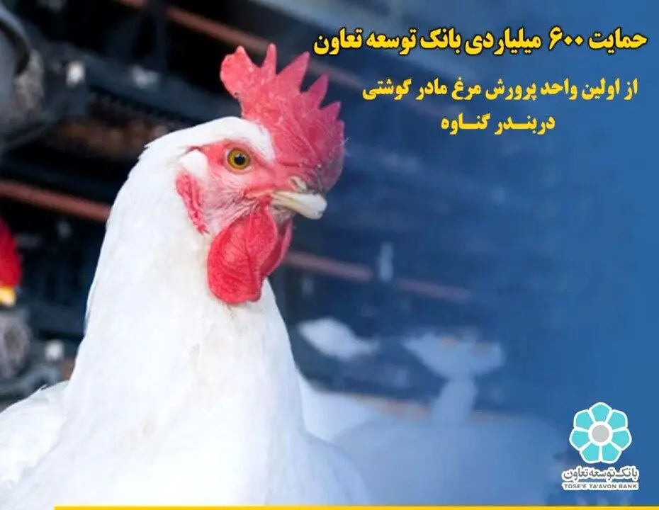 حمایت ۶۰۰ میلیاردی بانک توسعه تعاون از اولین واحد پرورش مرغ مادر گوشتی دربندر گناوه