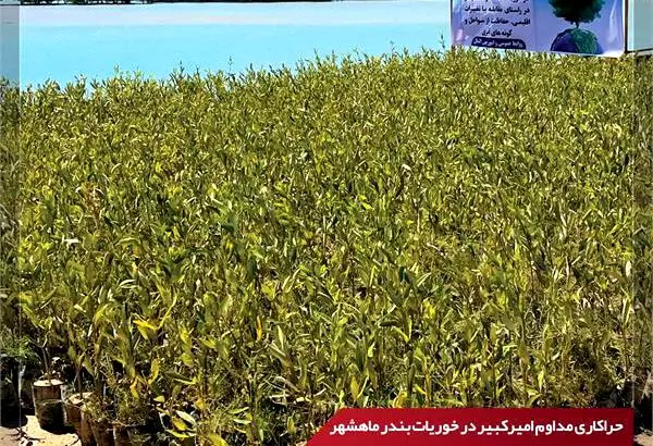 کاشت ۳۵ هزار نهال حرا توسط شرکت پتروشیمی امیرکبیر