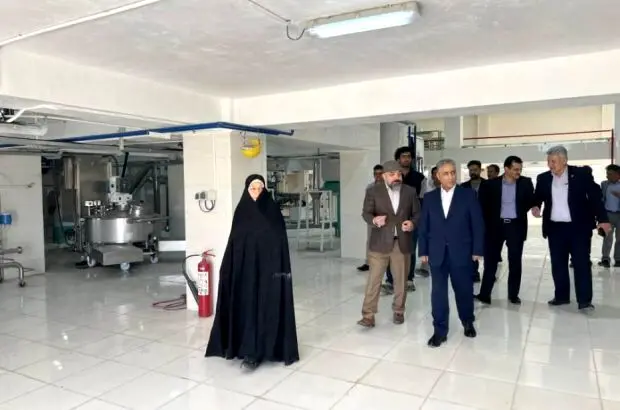 بازگشت”ایلیا ذرت سبز” به چرخه تولید در غرب کشور
