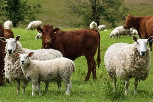 رشد ۷۰ درصدی تسهیلات پرداختی بانک کشاورزی برای خودکفایی گوشت قرمز و پرورش دام
