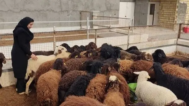 قیمت دام زنده در بازار چند؟ + جدول
